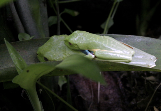 frog love